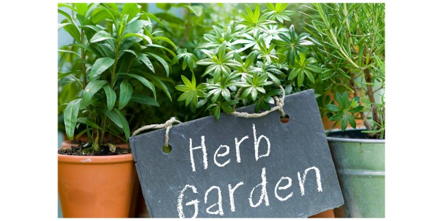 herb garden