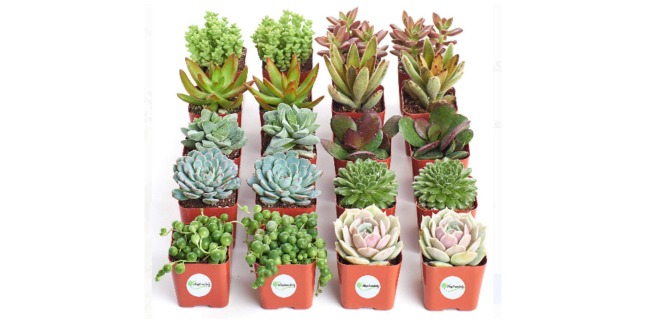 succulent plants