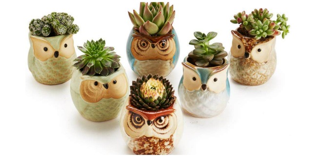 owl flower pots