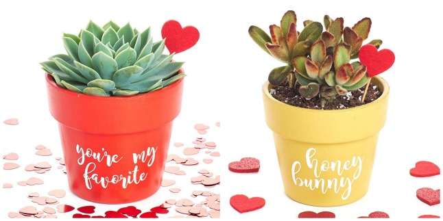 valentine succulents