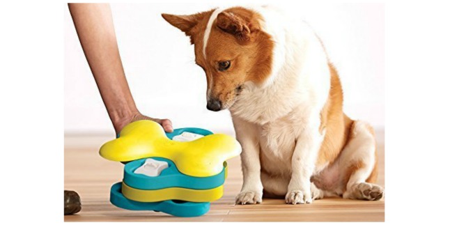 dog puzzle toy