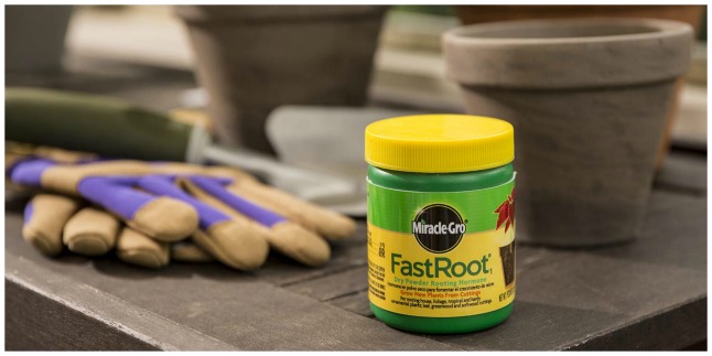 miracle gro fast root