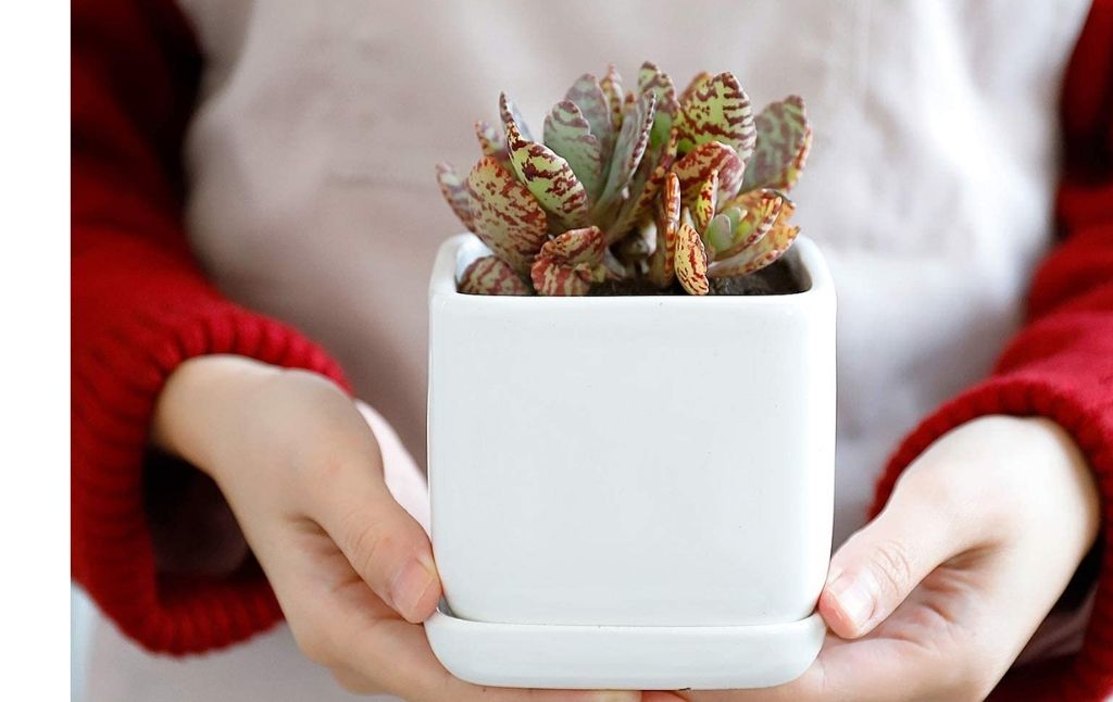 succulent planters