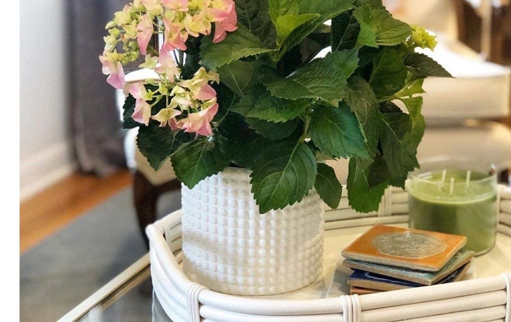 white ceramic planters