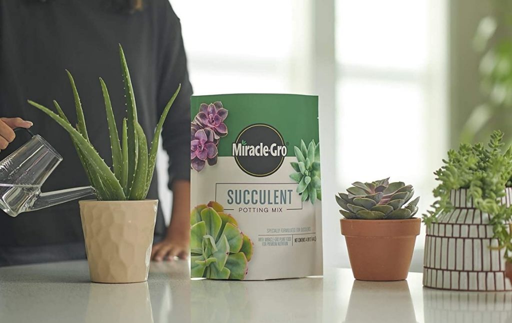 miracle gro succulent potting mix