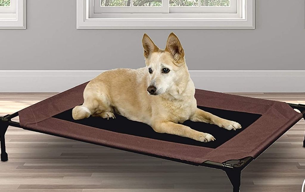 raised pet bed