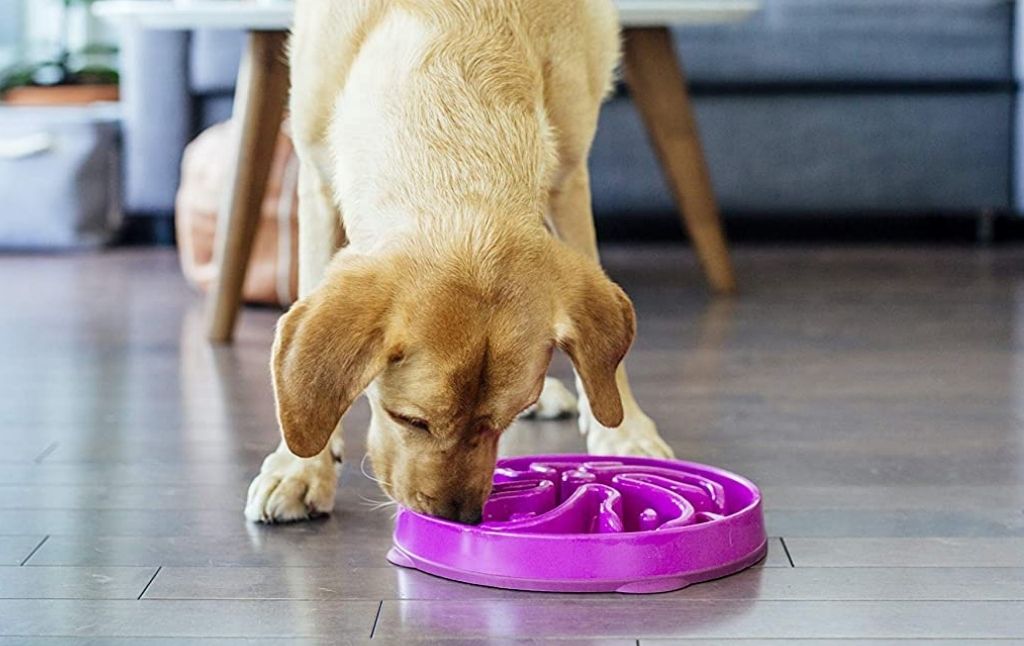 Outward Hound Fun Feeder 4-Cup Dog Bowl 