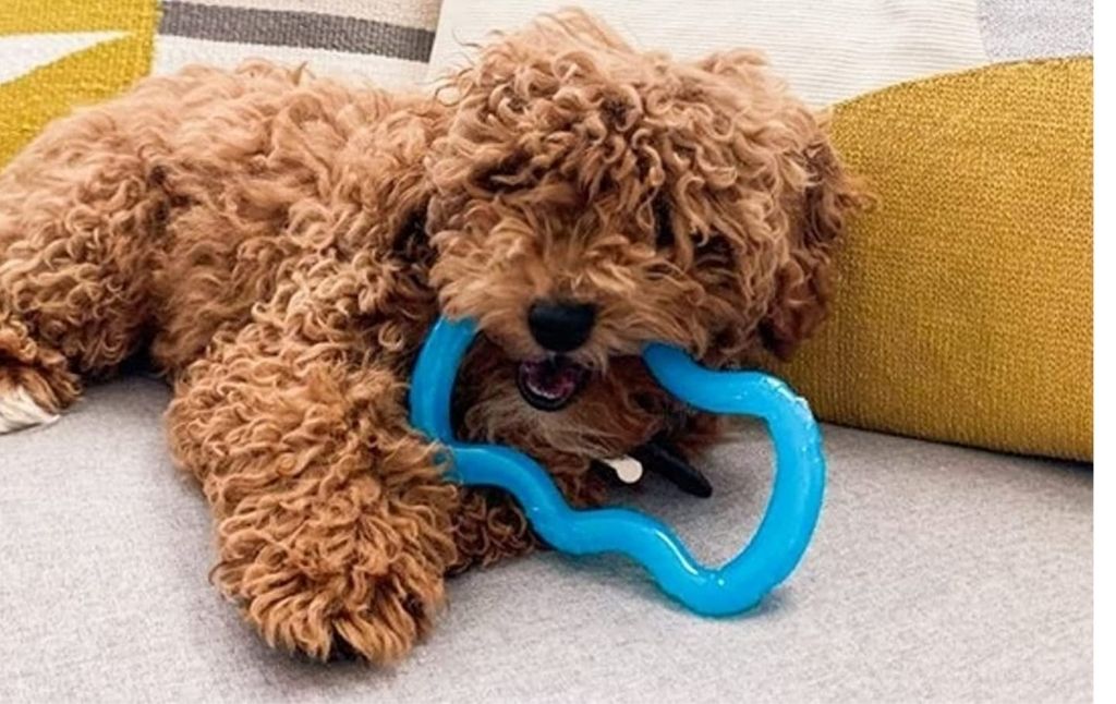 tug toy