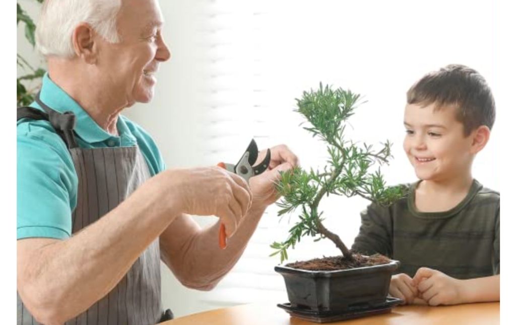 bonsai plant