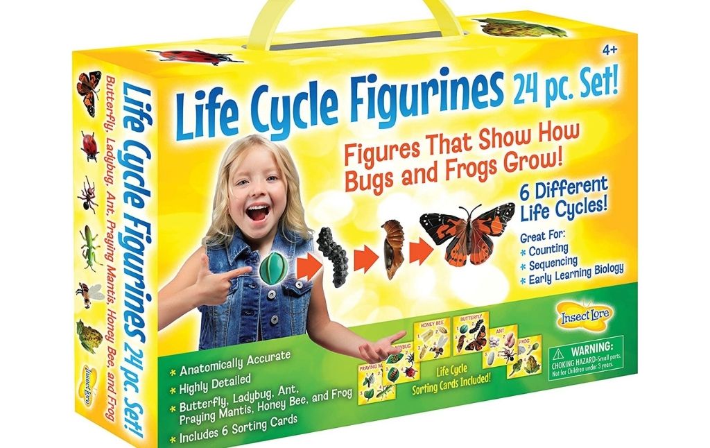 life cycle figurines