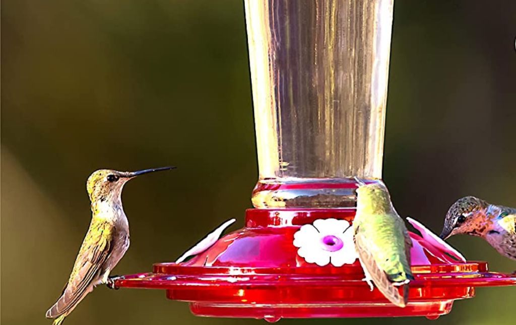 hummingbird feeder