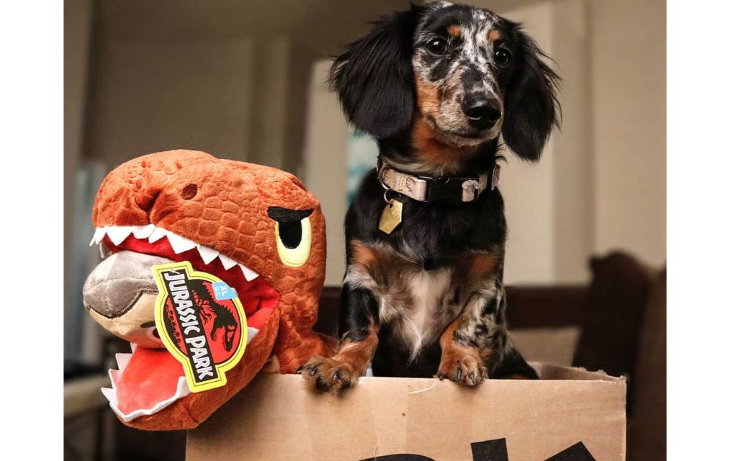 barkbox small dogs