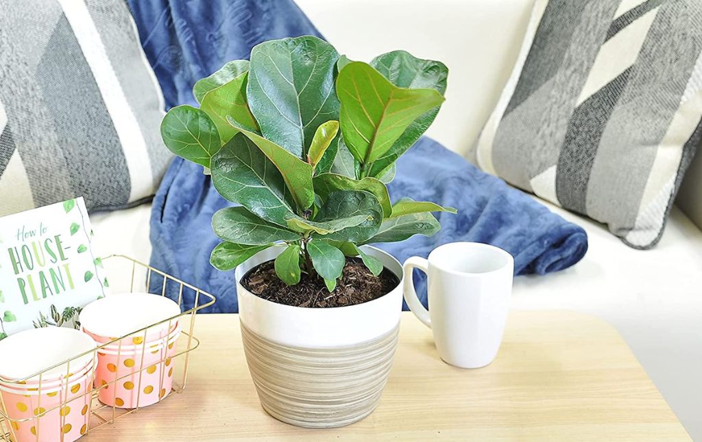 costa farms fiddle leaf