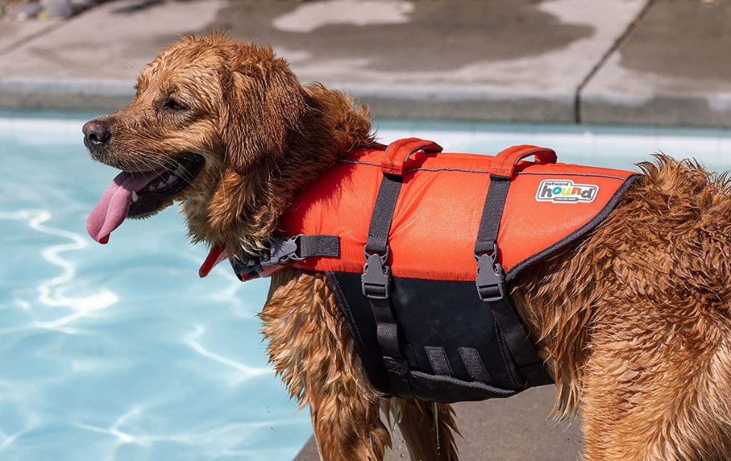 dog life jacket