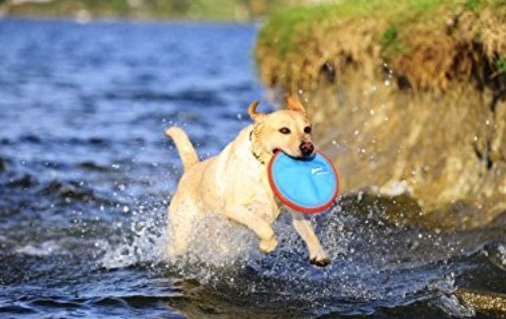 chuck it frisbee