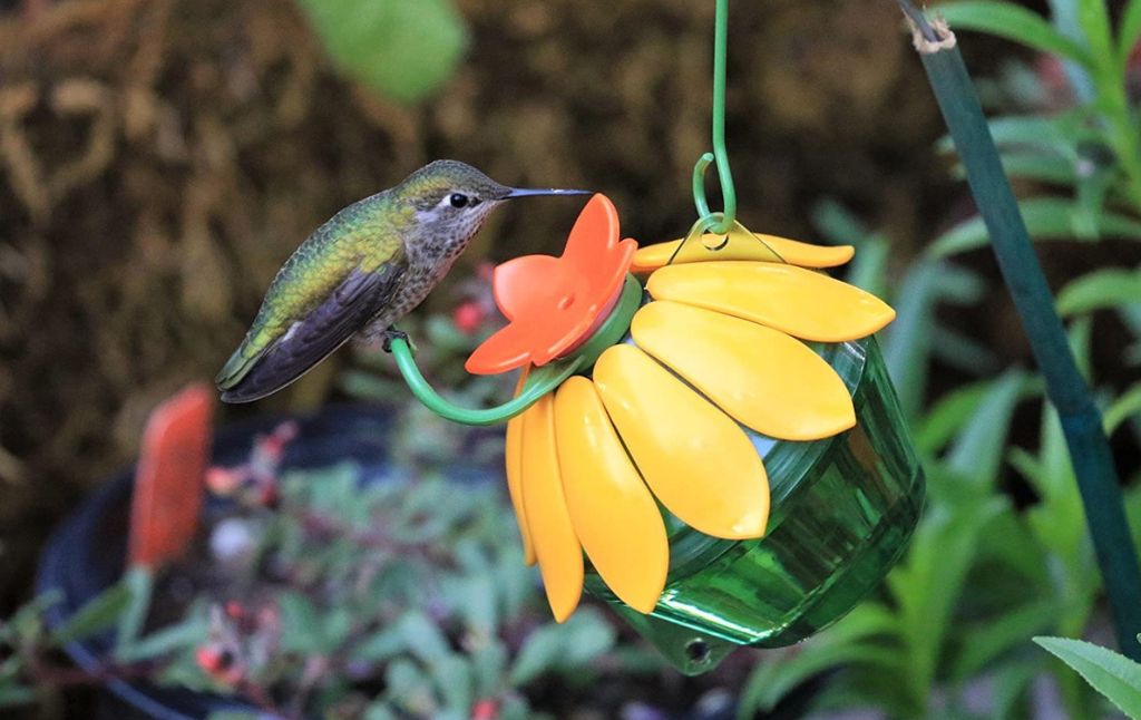 single hummingbird feeder