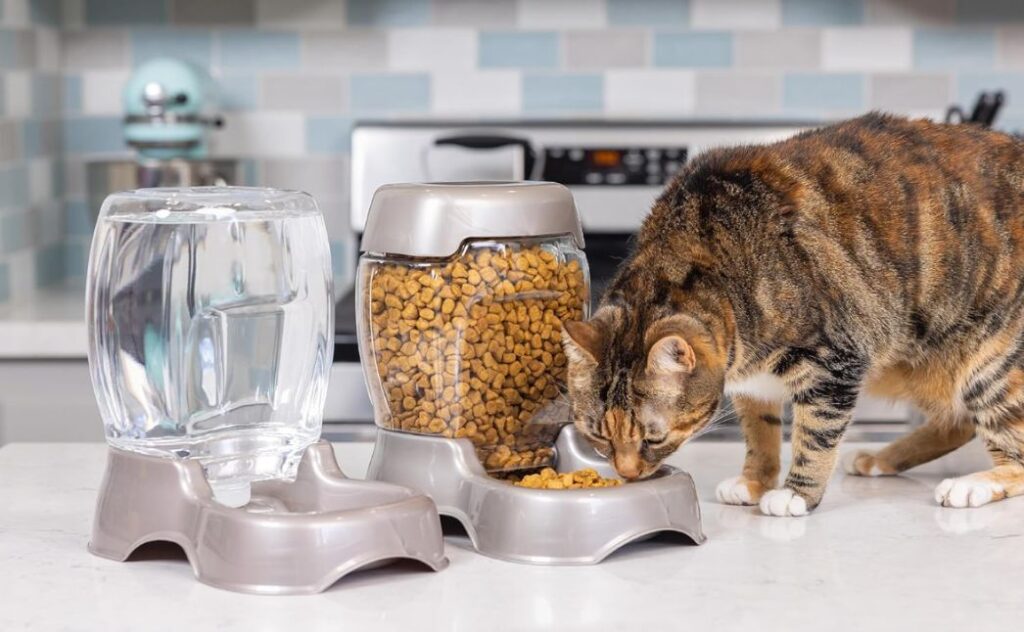 automatic water feed bowl