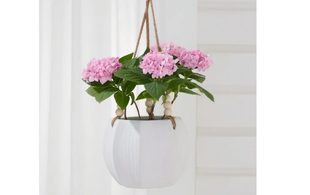 hanging basket