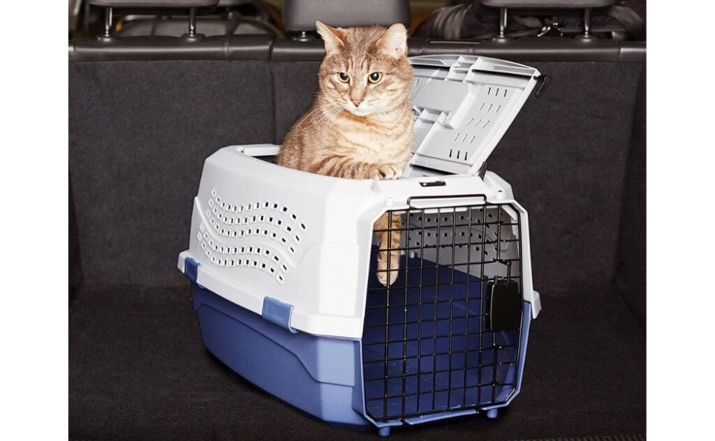 pet carrier
